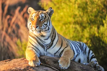 Rolgordijnen Tijger Portret van een tijger