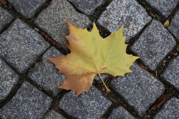 autumn