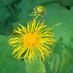 Echter Alant - Inula helenium