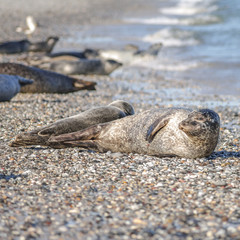 Colony of seals at Helgoland island, Germany