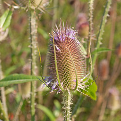 Wilde Karde - Dipsacus fullonum L.