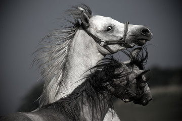 Portrait of two horses