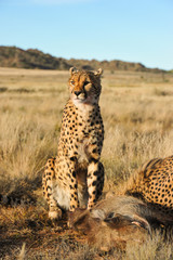 Cheetah guarding over its food