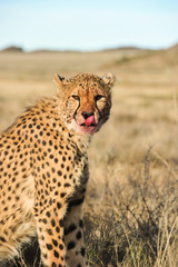 Fototapeta premium Portrait of a Cheetah