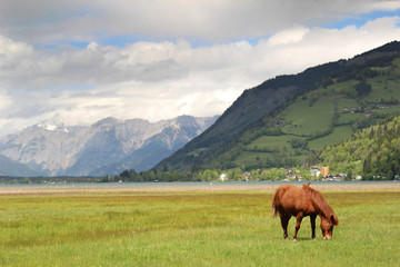 Fototapeta na wymiar Horse grazing in the Alps