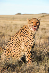 Portrait of a Cheetah