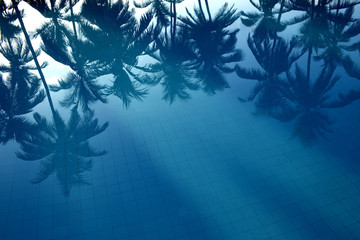 reflection of palms in the water