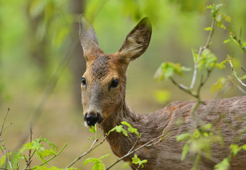 roe deer,