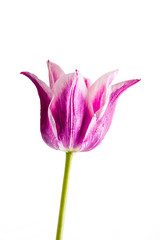 purple tulip isolated on white background