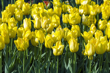 Spring background with tulips over natural background