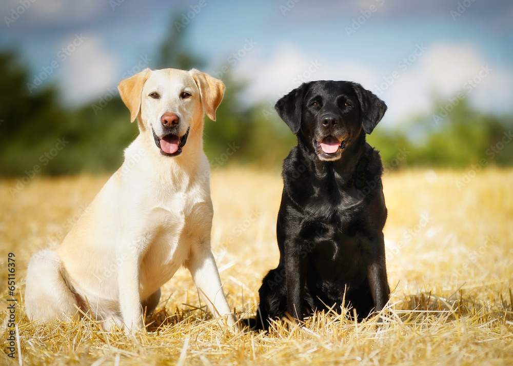 Poster Two labradors