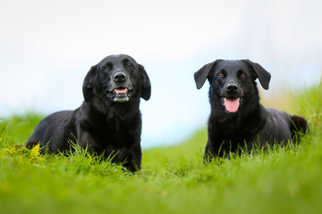 Two black labradors