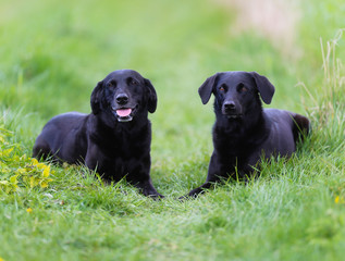 Black labradors