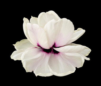 Fototapeta peony