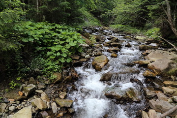 Obraz premium Carpathian Mountains