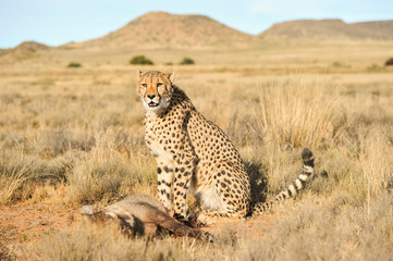 Cheetah with its trophy