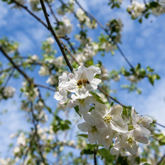 bee on apple blossom
