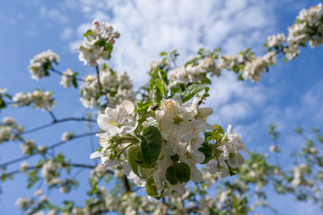 flower tree
