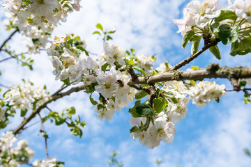 bee on apple blossom
