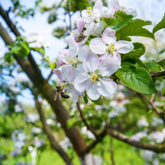 bee on apple blossom