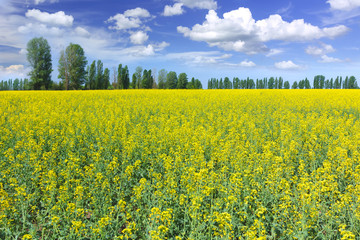 Rapeseed field