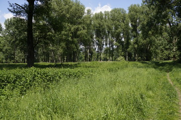 Obraz premium Wald Lichtung