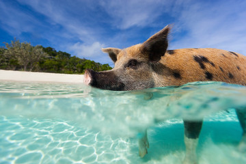 Swimming pig of Exuma island