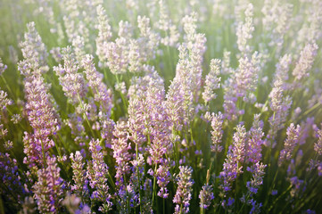 Lavender flowers