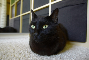 Portrait of black cat lying on the carpet at home