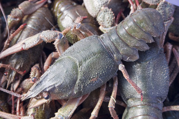 Раки речные