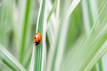 ladybug sitting on the blade of grass.