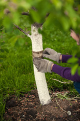 gardener taking care of tree and healing it with special band