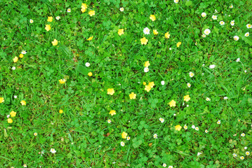 Abstract green grass texture with white and yellow flowers - 65120338