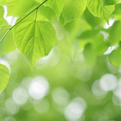 Light green linden tree and blurred bokeh background - 65120391