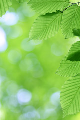 Fresh green leaves with smooth bokeh background - 65120392