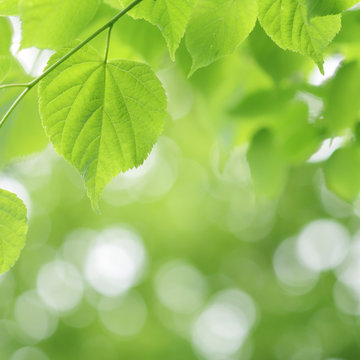 Light green linden tree and blurred bokeh background