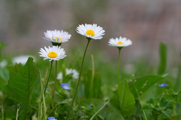 Chamomile flowers