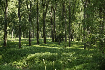 Obraz premium Wald und Wiese