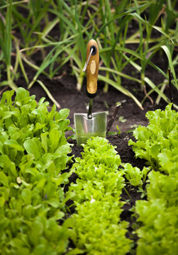 photo of salad bed with small garden shovel