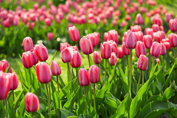 Red beautiful tulips