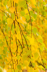 Autumn tree branch