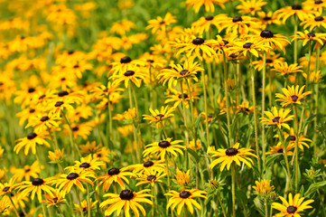 Obraz premium Rudbekia flowers