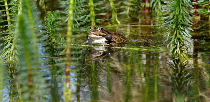 Croaking bubble frog