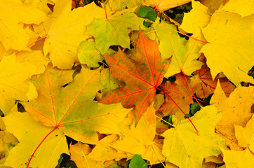 Naklejka na ściany i meble Autumn background