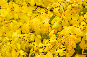 Autumn tree branch