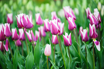 Multicolored tulips