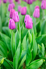 Violet tulips