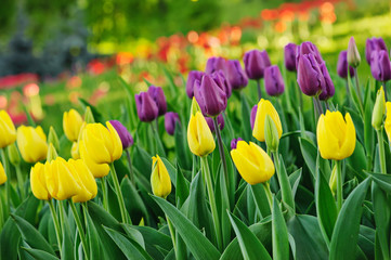 Obraz premium Multicolored tulips