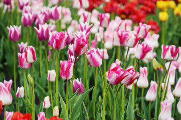 Obraz premium Multicolored tulips