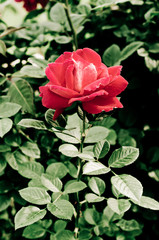 Vintage rose